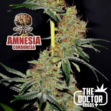 COMPRAR SEMILLAS AMNESIA CORDOBESA THE DOCTOR SEEDS DOCTOR COGOLLO GROW SHOP RAPIDO BARATO