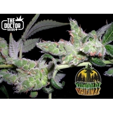 Semillas YUMBOLDT ORIGINAL The Doctor Seeds.