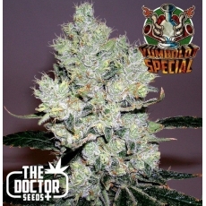 Venta Semillas Marihuana YUMBOLDT SPECIAL The Doctor Seeds