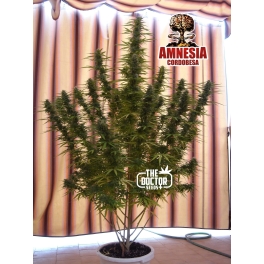 COMPRAR SEMILLAS AMNESIA CORDOBESA THE DOCTOR SEEDS DOCTOR COGOLLO GROW SHOP RAPIDO BARATO