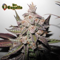 Semillas MENDOCINO PURPLE KUSH Medical Seeds.