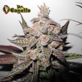 Semillas MENDOCINO PURPLE KUSH Medical Seeds.