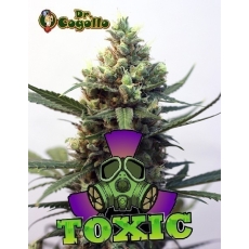 Semillas TOXIC Ripper Seeds.