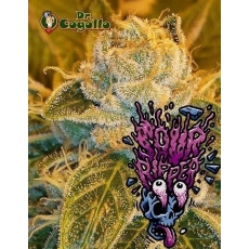 Semillas SOUR RIPPER Ripper Seeds.