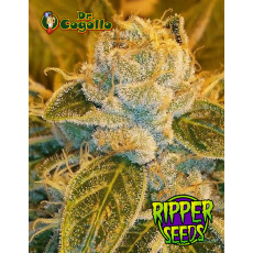 Semillas SOUR RIPPER Ripper Seeds.