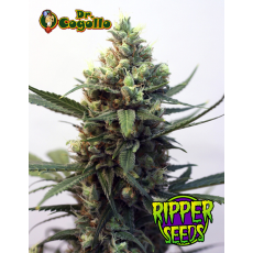 Semillas TOXIC Ripper Seeds.