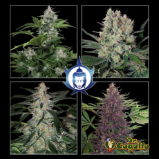 Semillas ASSORTED AUTO Buddha Seeds.