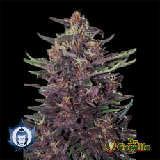 Semillas BUDDHA PURPLE KUSH (Auto) Buddha Seeds.