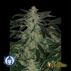 Semillas DEIMOS (Auto) Buddha Seeds.