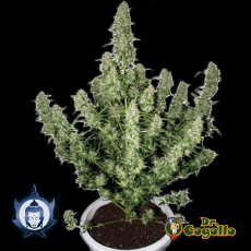 Semillas MAGNUM (Auto) Buddha Seeds