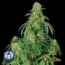 Semillas CALAMITY JANE (Auto) Buddha Seeds.