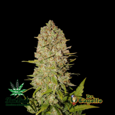 Semillas PINEAPPLE EXPRESS Fast Buds. 