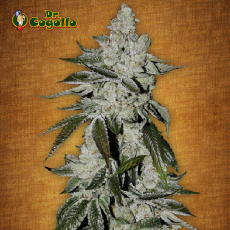 Semillas GIRL SCOUT COOKIES AUTO Fast Buds.  2