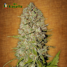 Semillas PINEAPPLE EXPRESS Fast Buds.  2