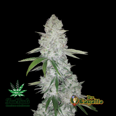 Semillas GORILLA GLUE AUTO Fast Buds. 