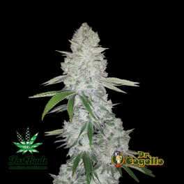 Semillas GORILLA GLUE AUTO Fast Buds. 