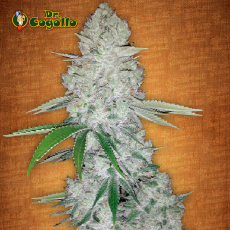 Semillas GORILLA GLUE AUTO Fast Buds. 