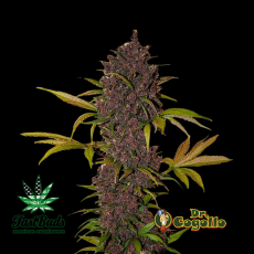 Semillas LSD-25 Fast Buds. 