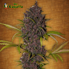 Semillas LSD-25 Fast Buds.  2