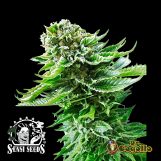 Semillas AUTO NORTHERN LIGHTS Sensi Seeds.