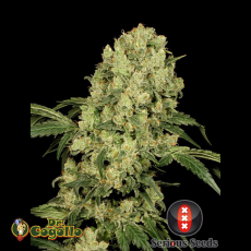 Semillas AK-47 Serious Seeds.