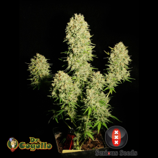 Semillas CHRONIC Serious Seeds.