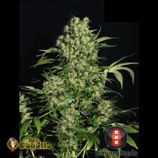 Semillas CHRONIC Serious Seeds. 2