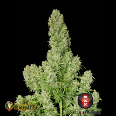 Semillas WHITE RUSSIAN Serious Seeds.