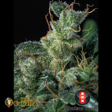 Semillas KALI MIST Serious Seeds.  2
