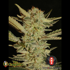 Semillas BUBBLE GUM Serious Seeds.
