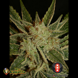 Semillas BUBBLE GUM Serious Seeds.