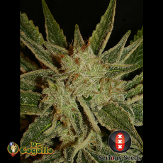 Semillas BUBBLE GUM Serious Seeds.