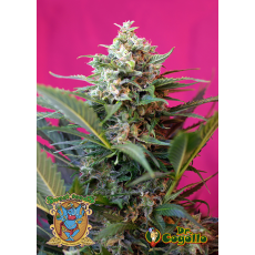Semillas BIG DEVIL XL AUTO Sweet Seeds. 