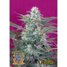 Semillas BIG FOOT Sweet Seeds.  