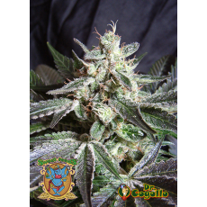 Semillas BLACK JACK Sweet Seeds. 