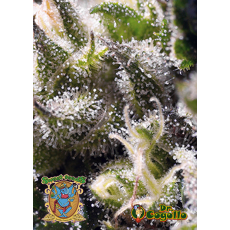 Semillas CREAM CARAMEL AUTO Sweet Seeds. 