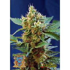Semillas CREAM MANDARINE XL AUTO Sweet Seeds. 