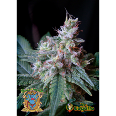 Semillas CREAM CARAMEL Sweet Seeds. 