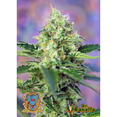 Semillas CRYSTAL CANDY Sweet Seeds. 