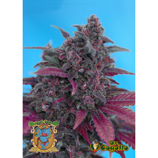 Semillas DARK DEVIL AUTO Sweet Seeds. 
