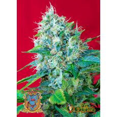Semillas GREEN POISON Sweet Seeds. 