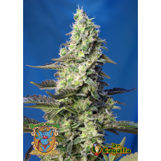Semillas GREEN POISON XL AUTO Sweet Seeds.