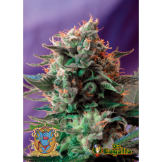 Semillas JACK 47 Sweet Seeds. 