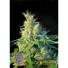 Semillas PSICODELICIA Sweet Seeds. 
