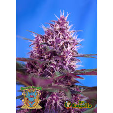 Semillas RED POISON AUTO Sweet Seeds. 