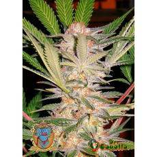 Semillas S.A.D. S1 Sweet Seeds. 