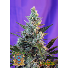 Semillas SWEET SKUNK AUTO Sweet Seeds.