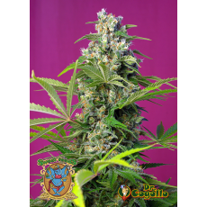 Semillas GORILLA GIRL Sweet Seeds.