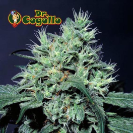 Semillas DUTCH DRAGON Paradise Seeds.