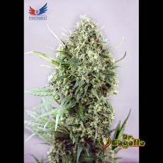 Semillas JACK DIESEL Positronics. 